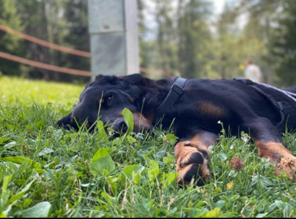Un cane anziano disteso nell'erba nella luce calda del tardo pomeriggio